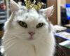 クラウンが似合いすぎる家の猫のちゃん♡ O
